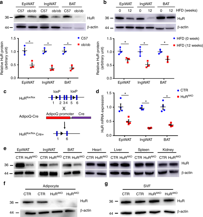 Adipose Hur Protects Against Diet Induced Obesity And Insulin Resistance Nature Communications