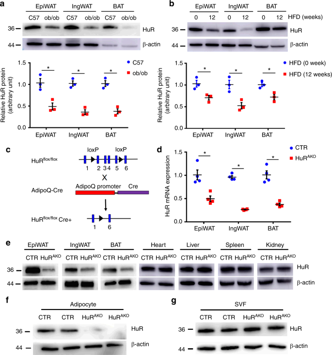 Adipose Hur Protects Against Diet Induced Obesity And Insulin Resistance Nature Communications Adipose Hur Protects Against Diet Induced Obesity And Insulin Resistance Nature Communications