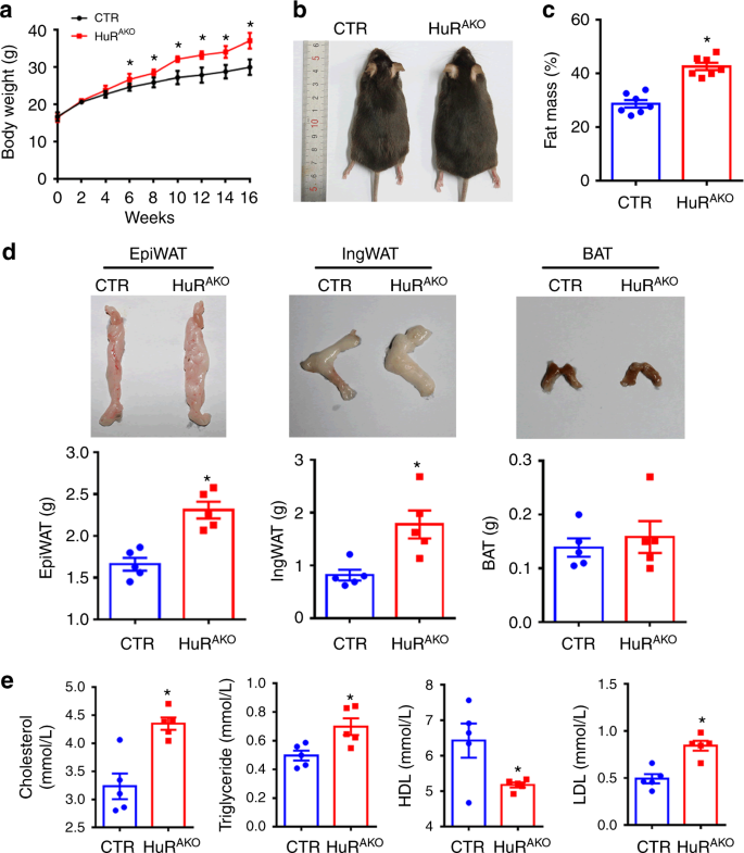 Adipose Hur Protects Against Diet Induced Obesity And Insulin Resistance Nature Communications Adipose Hur Protects Against Diet Induced Obesity And Insulin Resistance Nature Communications