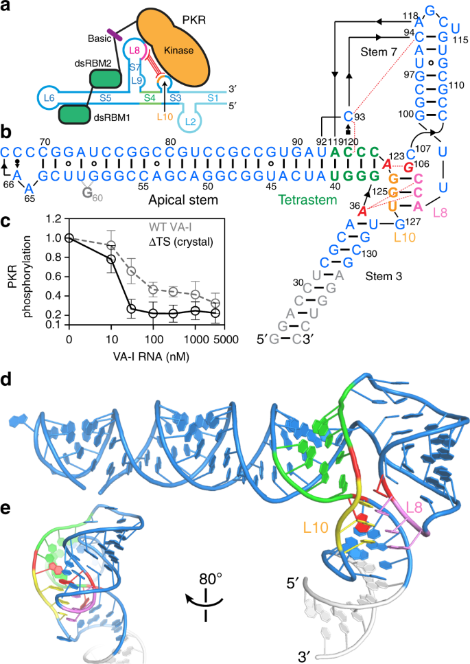 Crystal Structure Of An Adenovirus Virus Associated Rna Nature Communications