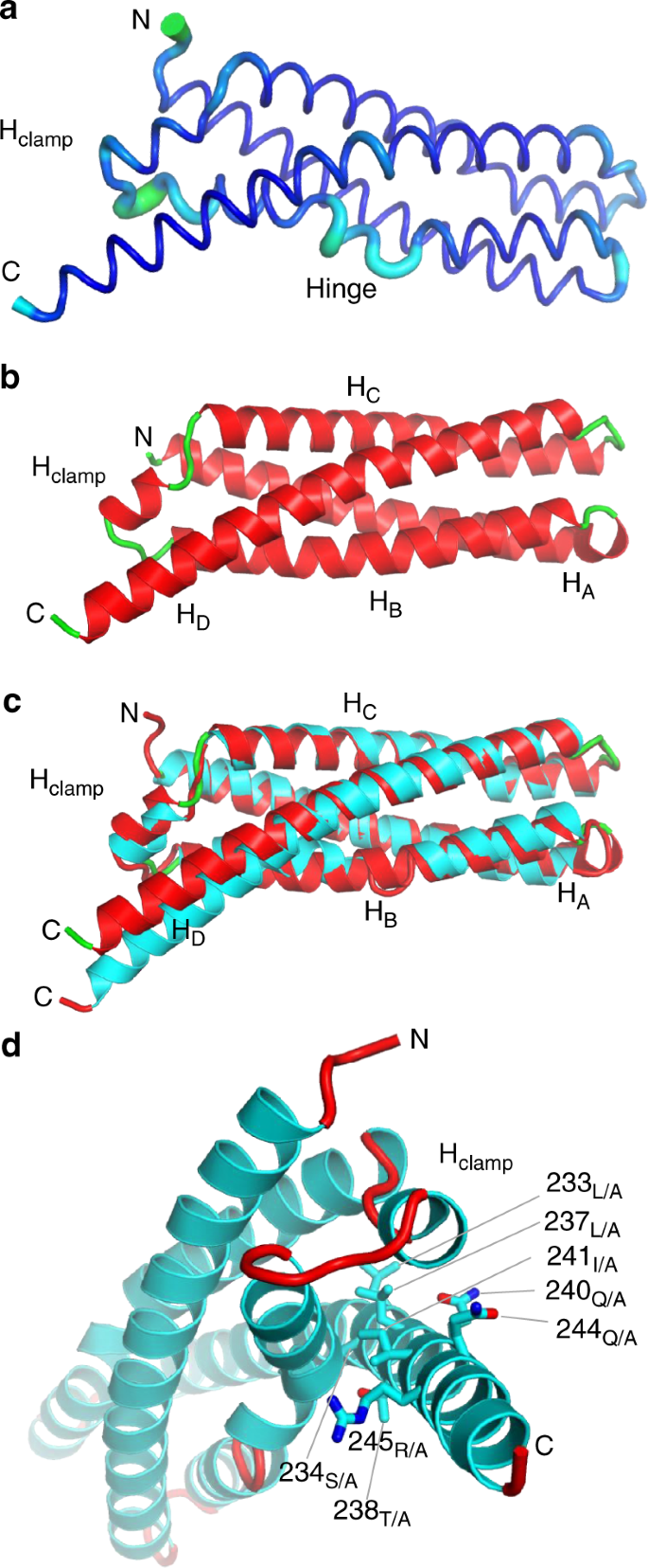 Structural Basis For The Homotypic Fusion Of Chlamydial Inclusions By The Snare Like Protein Inca Nature Communications