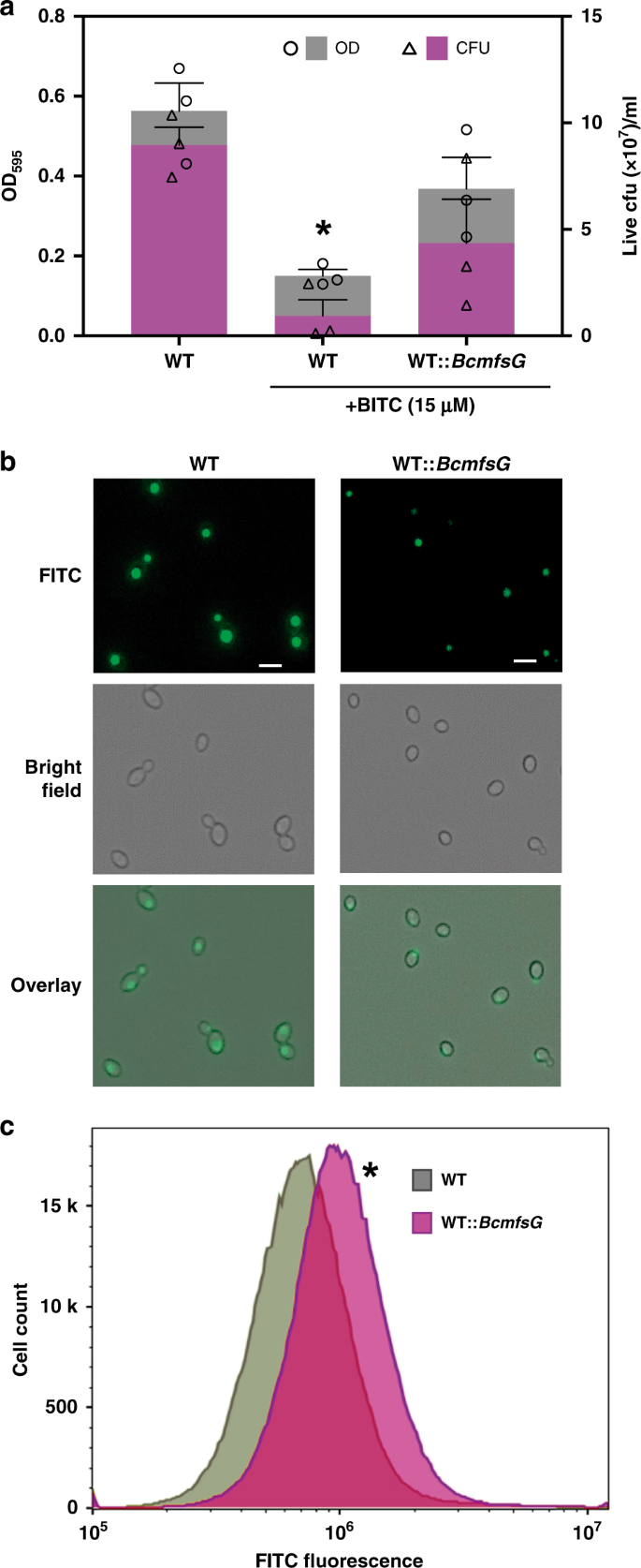 Mfs Transporter From Botrytis Cinerea Provides Tolerance To Glucosinolate Breakdown Products And Is Required For Pathogenicity Nature Communications