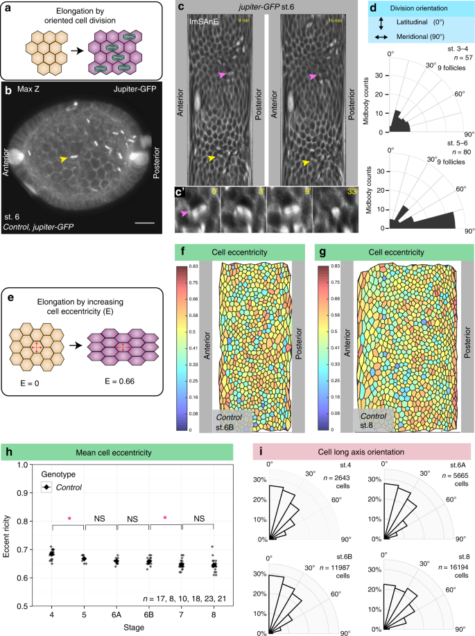 Differential cellular stiffness contributes to tissue elongation on an  expanding surface