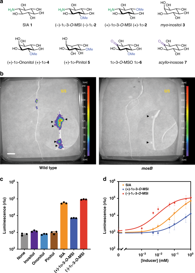 Engineering Transkingdom Signalling In Plants To Control Gene Expression In Rhizosphere Bacteria Nature Communications