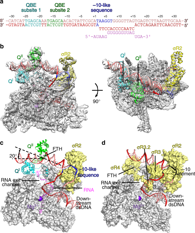 Structural Basis Of Q Dependent Transcription Antitermination Nature Communications