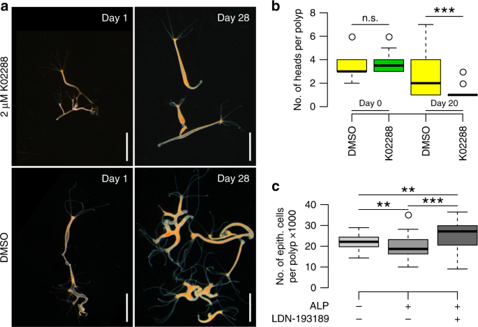 Temperature And Insulin Signaling Regulate Body Size In Hydra By The Wnt And Tgf Beta Pathways Nature Communications