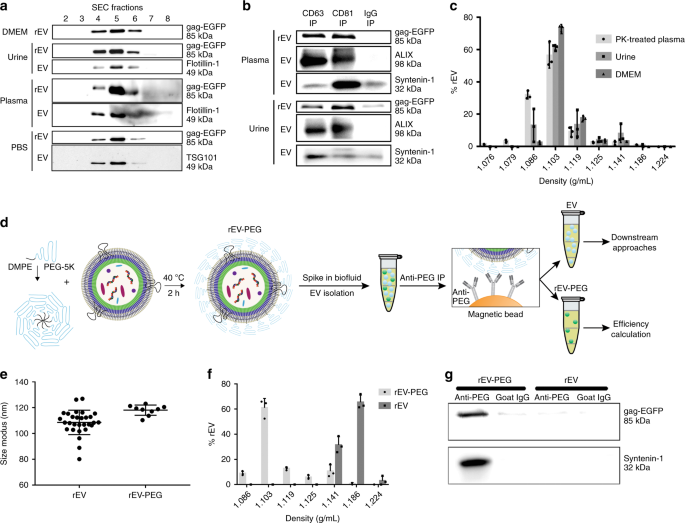 The Generation And Use Of Recombinant Extracellular Vesicles As Biological Reference Material Nature Communications