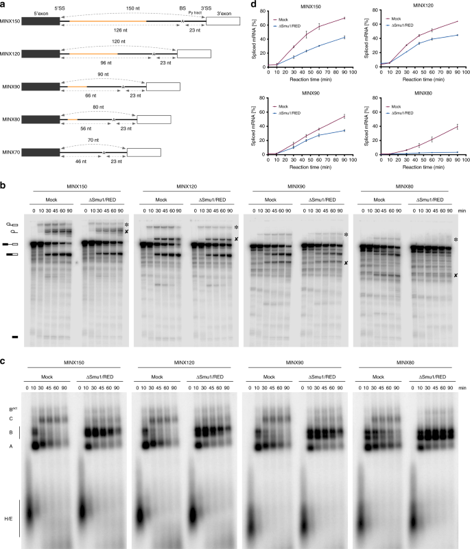 Smu1 And Red Are Required For Activation Of Spliceosomal B Complexes Assembled On Short Introns Nature Communications