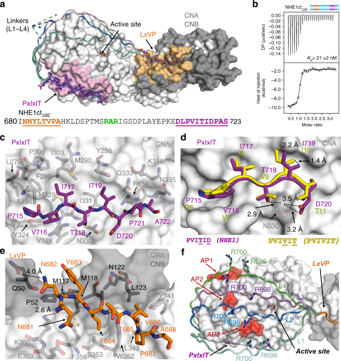 Molecular Basis For The Binding And Selective Dephosphorylation Of Na H Exchanger 1 By Calcineurin Nature Communications