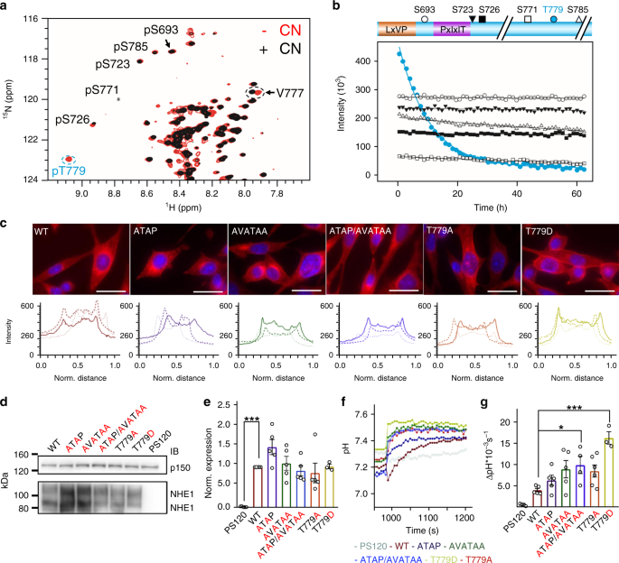 Molecular Basis For The Binding And Selective Dephosphorylation Of Na H Exchanger 1 By Calcineurin Nature Communications