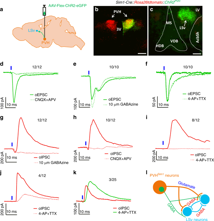 Identification Of A Neurocircuit Underlying Regulation Of Feeding By Stress Related Emotional Responses Nature Communications