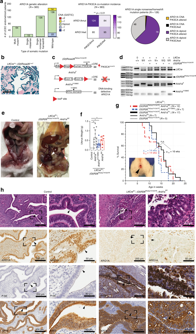 Arid1a And Pi3 Kinase Pathway Mutations In The Endometrium Drive