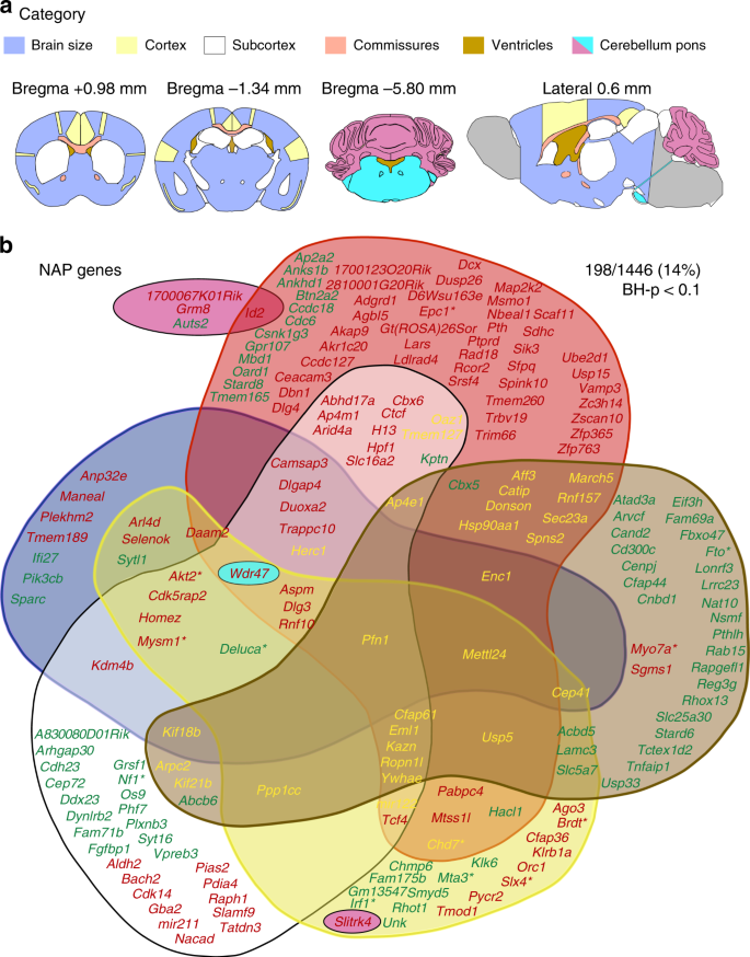 Large-scale neuroanatomical study uncovers 198 gene associations in mouse  brain morphogenesis