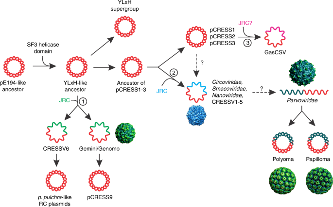 Multiple Origins Of Prokaryotic And Eukaryotic Single Stranded Dna Viruses From Bacterial And Archaeal Plasmids Nature Communications