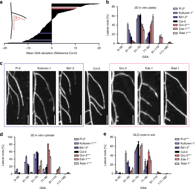 Cytokinin Functions As An Asymmetric And Anti Gravitropic Signal In Lateral Roots Nature Communications