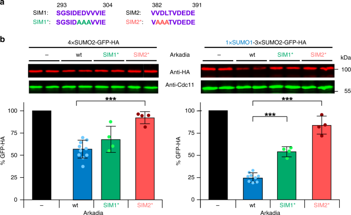 Arkadia/RNF111 is a SUMO-targeted ubiquitin ligase with preference for  substrates marked with SUMO1-capped SUMO2/3 chain | Nature Communications