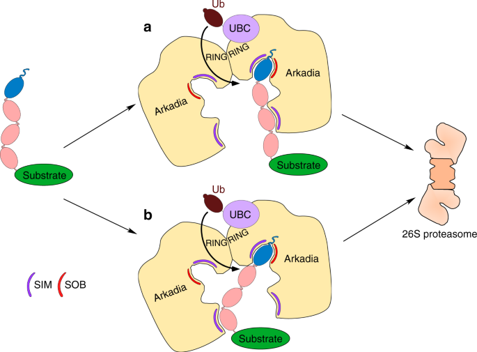 Arkadia/RNF111 is a SUMO-targeted ubiquitin ligase with preference for  substrates marked with SUMO1-capped SUMO2/3 chain | Nature Communications