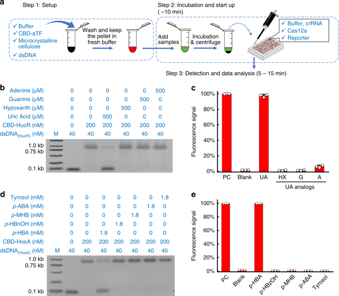 A Crispr Cas12a Derived Biosensing Platform For The Highly Sensitive Detection Of Diverse Small Molecules Nature Communications