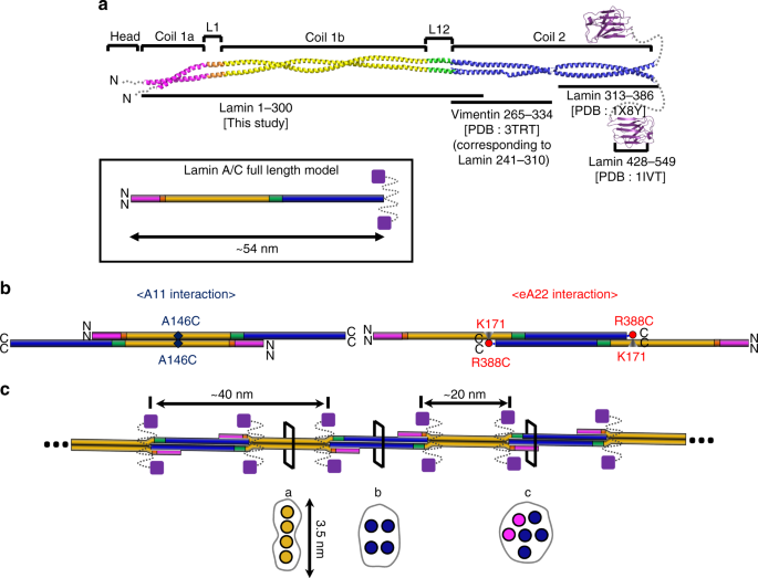 Structural basis for lamin assembly at the molecular level | Nature  Communications