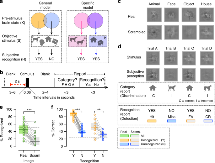 A dual role of prestimulus spontaneous neural activity in visual object  recognition | Nature Communications