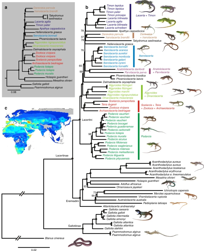 https://media.springernature.com/lw685/springer-static/image/art%3A10.1038%2Fs41467-019-11943-x/MediaObjects/41467_2019_11943_Fig1_HTML.png?as=webp