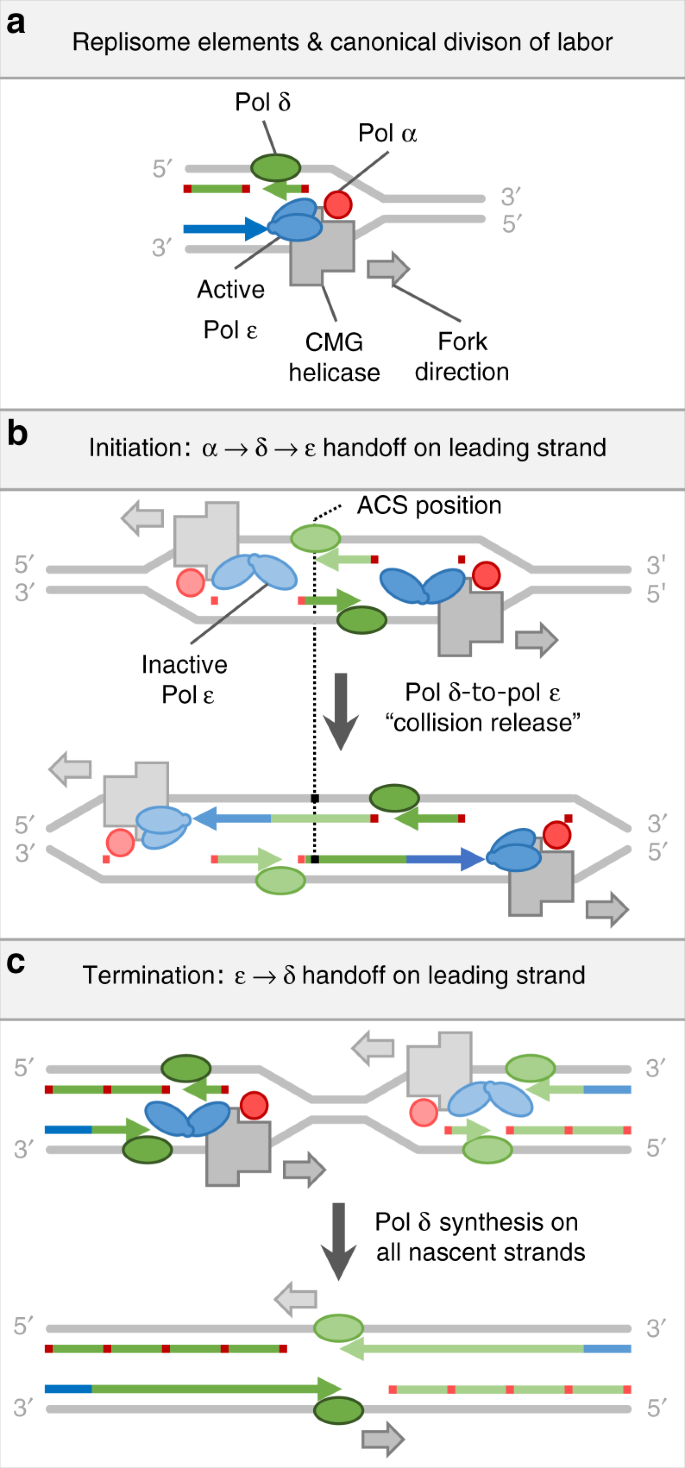 Roles For Dna Polymerase D In Initiating And Terminating Leading Strand Dna Replication Nature Communications