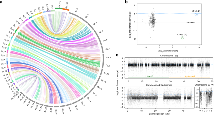 A chromosome-level genome assembly of tomato pinworm, Tuta absoluta