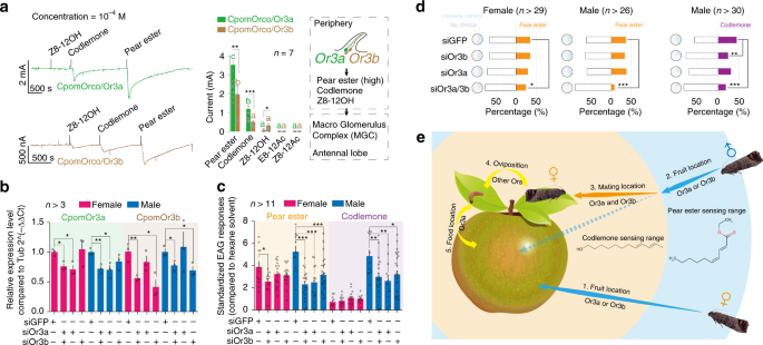 A chromosome-level genome assembly of tomato pinworm, Tuta absoluta