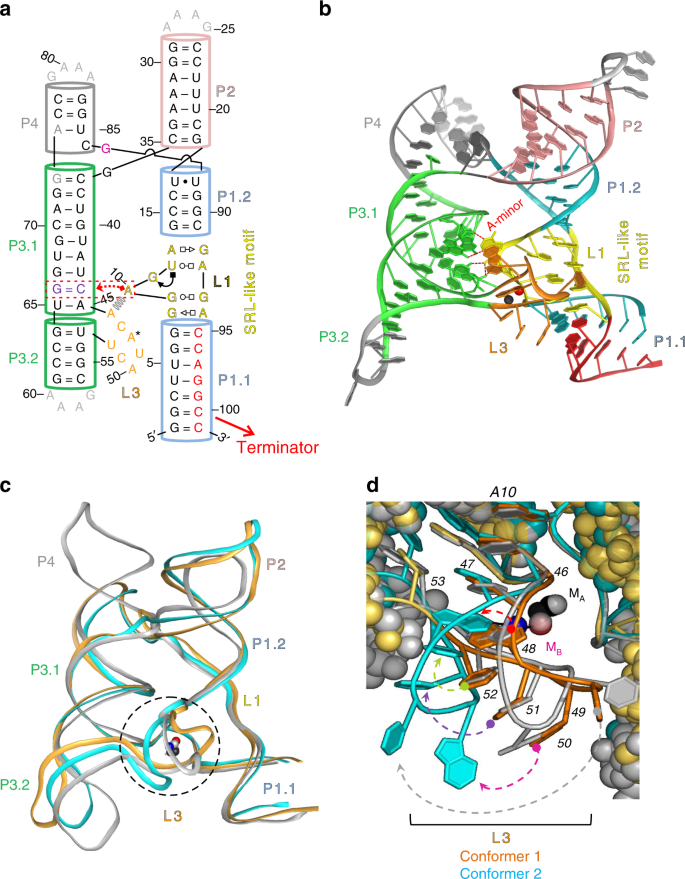 Local To Global Signal Transduction At The Core Of A Mn 2 Sensing Riboswitch Nature Communications Local To Global Signal Transduction At The Core Of A Mn 2 Sensing Riboswitch Nature Communications