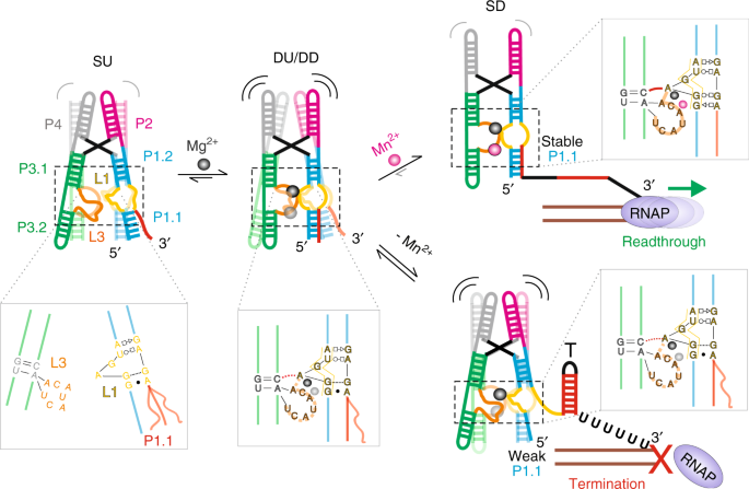 Local To Global Signal Transduction At The Core Of A Mn 2 Sensing Riboswitch Nature Communications Local To Global Signal Transduction At The Core Of A Mn 2 Sensing Riboswitch Nature Communications