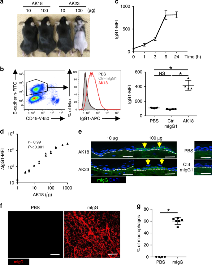 Abl family tyrosine kinases govern IgG extravasation in the skin in a  murine pemphigus model | Nature Communications