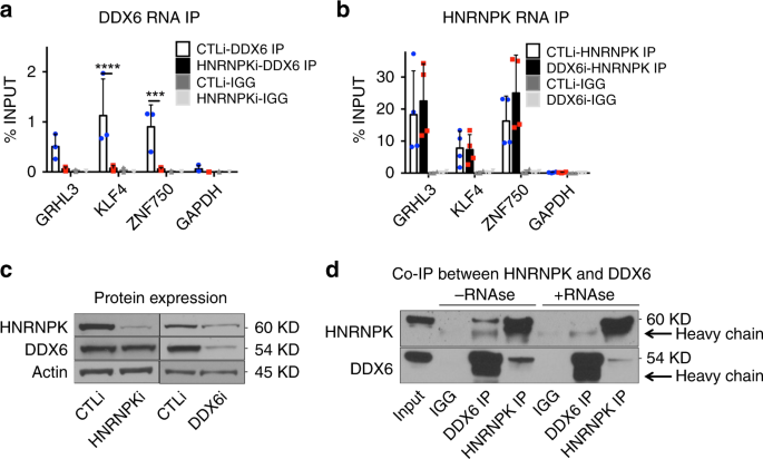 Hnrnpk Maintains Epidermal Progenitor Function Through