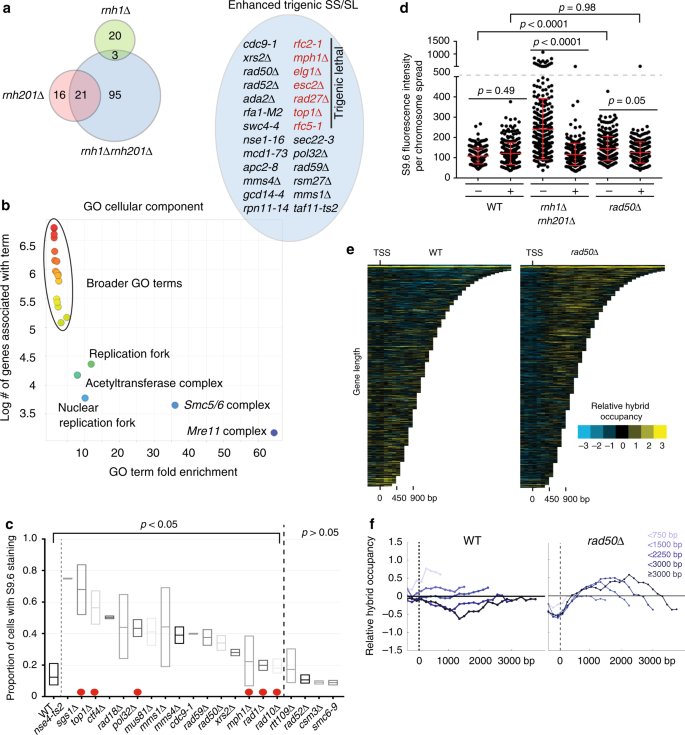 Mre11 Rad50 Nbs1 Promotes Fanconi Anemia R Loop Suppression At Transcription Replication Conflicts Nature Communications