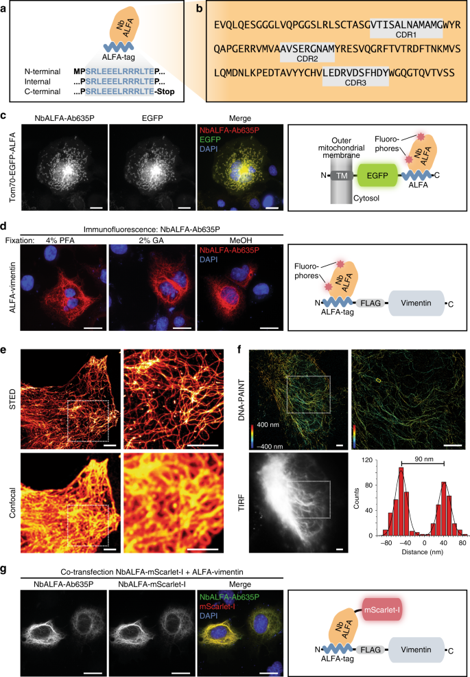 The ALFA-tag is a highly versatile tool for nanobody-based bioscience  applications | Nature Communications