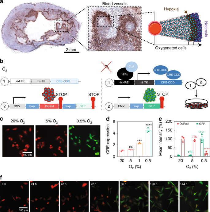 Fate-mapping post-hypoxic tumor cells reveals a ROS-resistant phenotype  that promotes metastasis | Nature Communications