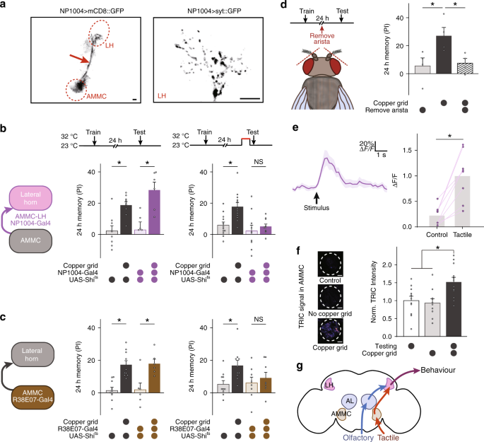Long-term memory is formed immediately without the need for protein  synthesis-dependent consolidation in Drosophila | Nature Communications