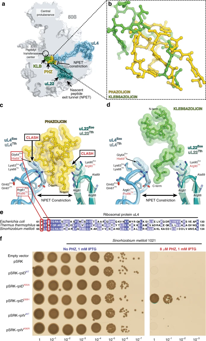 https://media.springernature.com/lw685/springer-static/image/art%3A10.1038%2Fs41467-019-12589-5/MediaObjects/41467_2019_12589_Fig5_HTML.png?as=webp