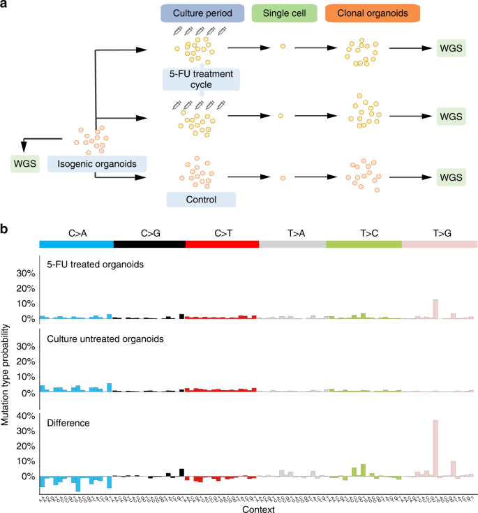 5-Fluorouracil treatment induces characteristic T>G in human cancer | Nature Communications