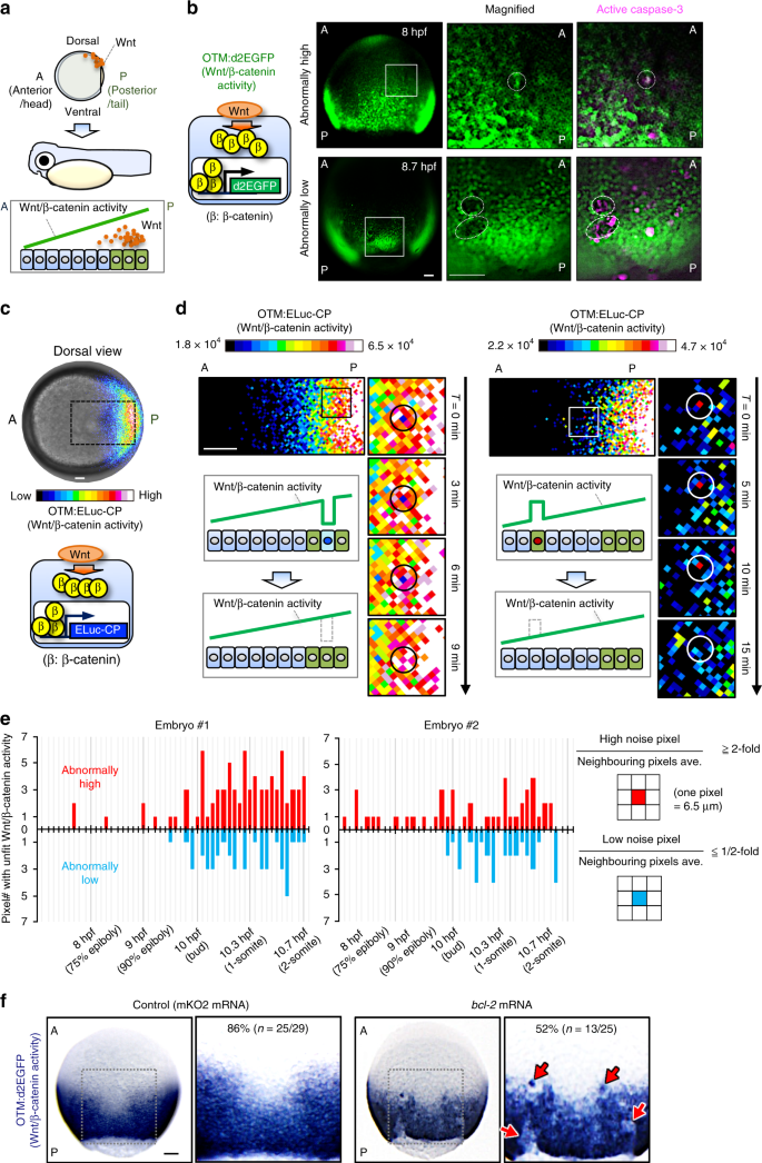 Cell Competition Corrects Noisy Wnt Morphogen Gradients To Achieve Robust Patterning In The Zebrafish Embryo Nature Communications