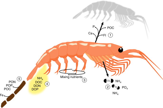 antarctic krill food chain