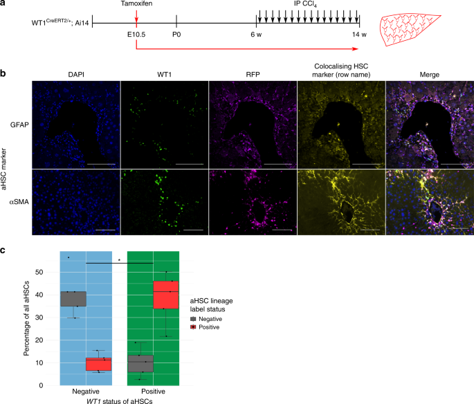 Embryonic Mesothelial Derived Hepatic Lineage Of Quiescent And Heterogenous Scar Orchestrating Cells Defined But Suppressed By Wt1 Nature Communications