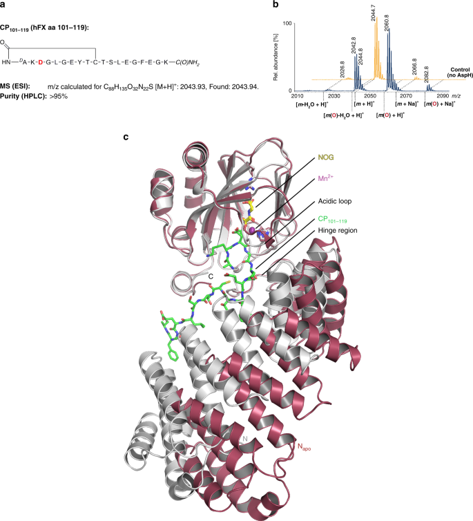 Aspartate Asparagine B Hydroxylase Crystal Structures Reveal An Unexpected Epidermal Growth Factor Like Domain Substrate Disulfide Pattern Nature Communications