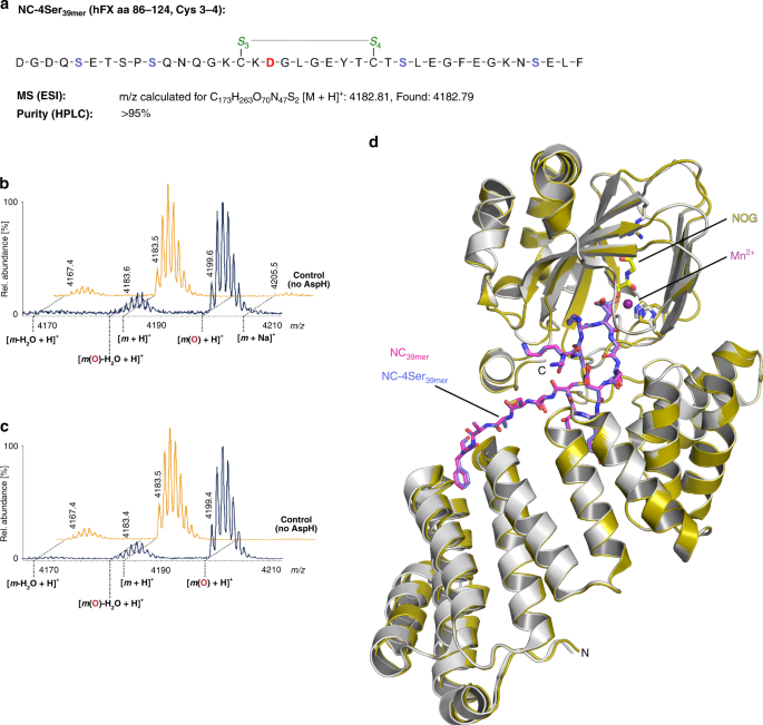 Aspartate Asparagine B Hydroxylase Crystal Structures Reveal An Unexpected Epidermal Growth Factor Like Domain Substrate Disulfide Pattern Nature Communications