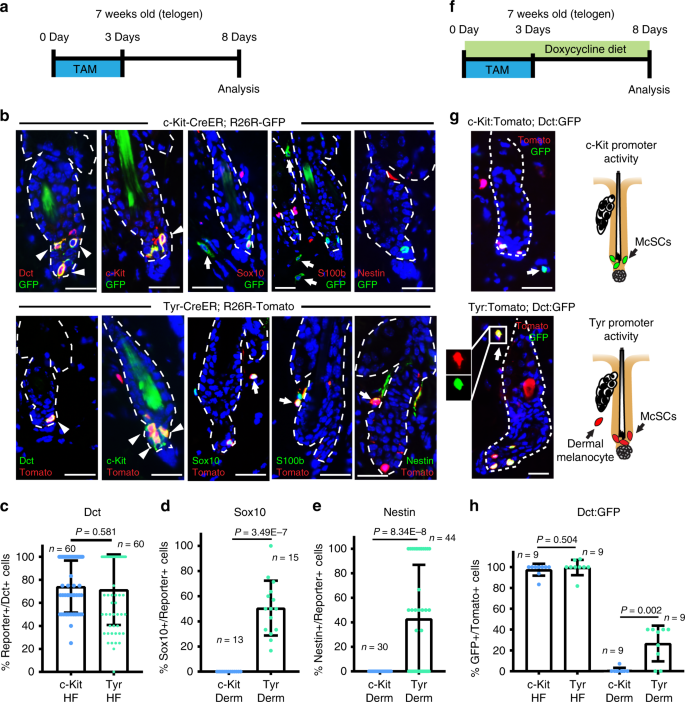 Assortment The Hotel valve A novel mouse model demonstrates that oncogenic melanocyte stem cells engender melanoma resembling human disease | Nature Communications Assortment The Hotel valve A novel mouse model demonstrates that oncogenic melanocyte stem cells engender melanoma resembling human disease | Nature Communications