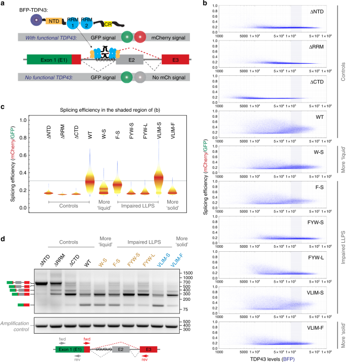 Phase Separation Deficient Tdp43 Remains Functional In Splicing Nature Communications Phase Separation Deficient Tdp43 Remains Functional In Splicing Nature Communications