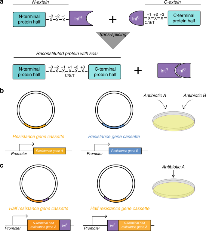 Split Intein Mediated Selection Of Cells Containing Two Plasmids Using A Single Antibiotic Nature Communications