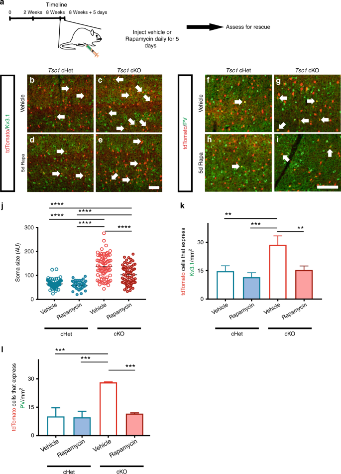 Tsc1 Represses Parvalbumin Expression And Fast Spiking Properties In Somatostatin Lineage Cortical Interneurons Nature Communications