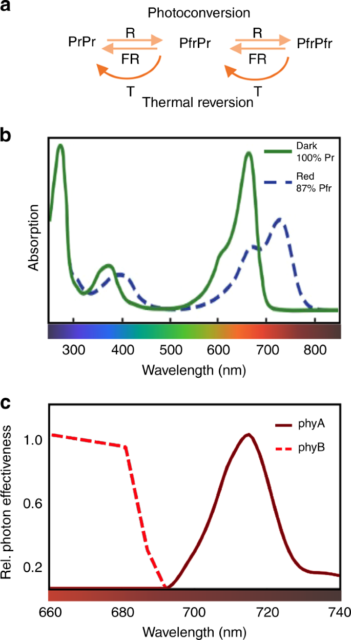 Molecular Mechanisms Underlying Phytochrome Controlled Morphogenesis In Plants Nature Communications