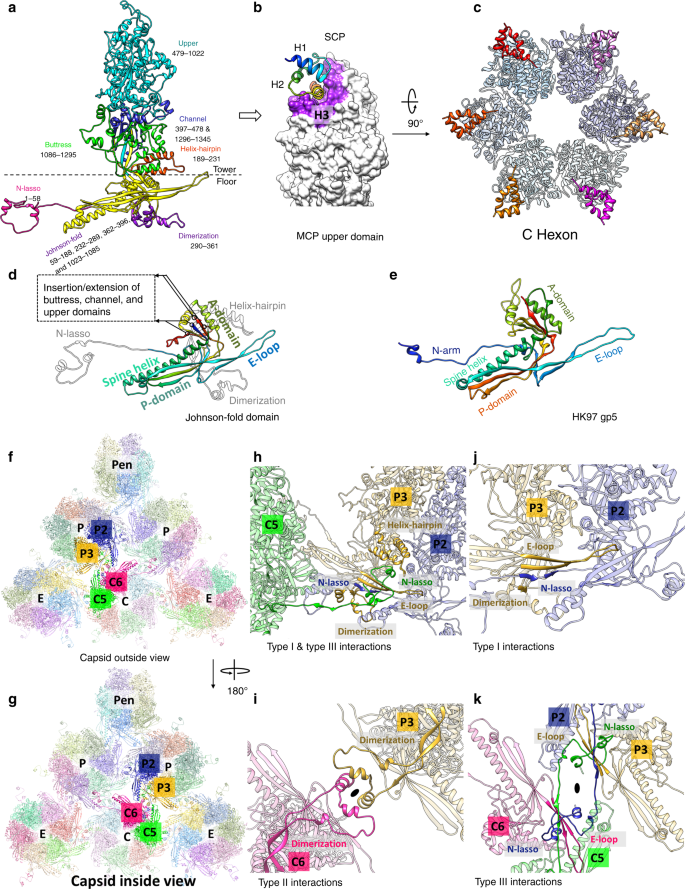 Atomic Structure Of The Human Herpesvirus 6b Capsid And Capsid Associated Tegument Complexes Nature Communications