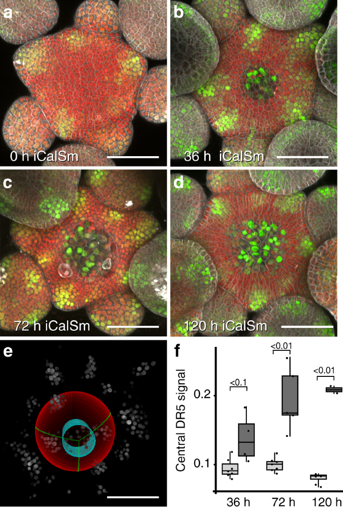 Wuschel Acts As An Auxin Response Rheostat To Maintain Apical Stem Cells In Arabidopsis Nature Communications